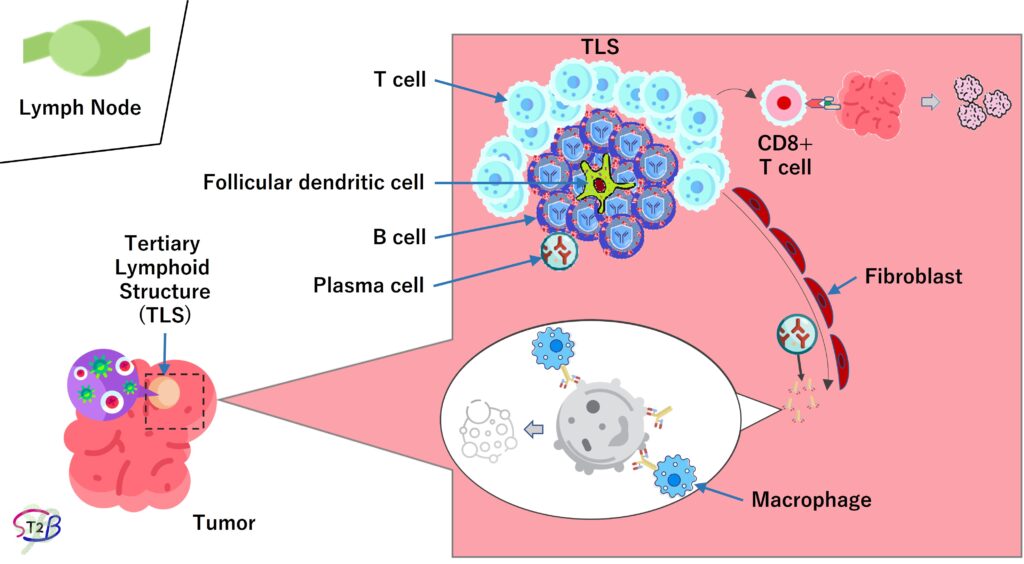 Tertiary Lymphoid Structure